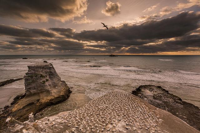 158 Muriwai Beach, Jan van Genten Kolonie.jpg